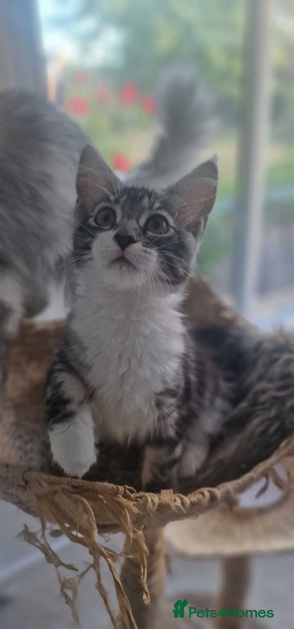 Maine Coon cats Stunning TICA Reg Kittens from Champion Bloodlines - Advert 18