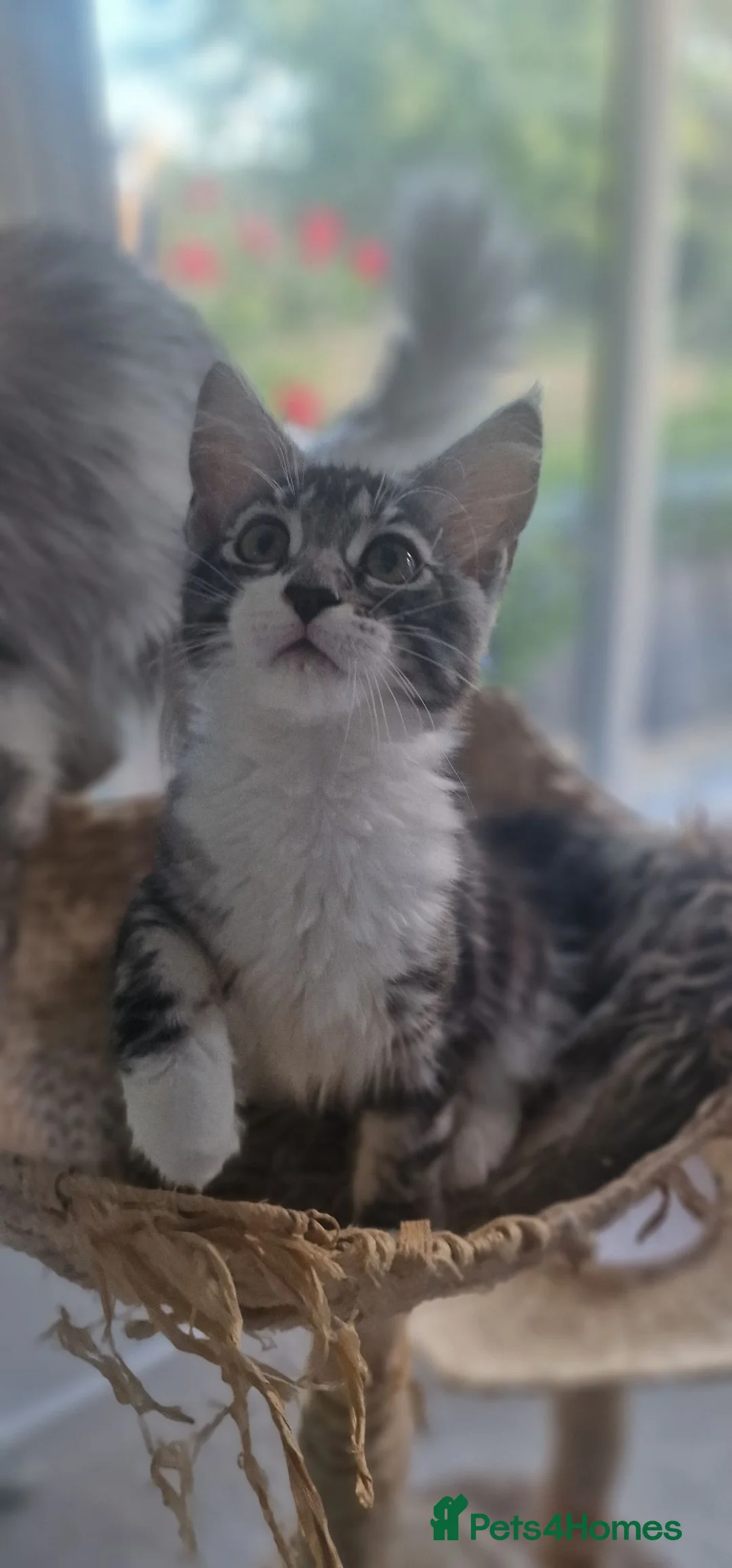 Maine Coon cats for sale: Stunning TICA Reg Kittens from Champion Bloodlines - Advert 2
