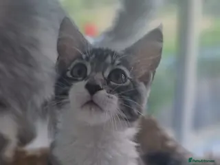 Maine Coon cats Stunning TICA Reg Kittens from Champion Bloodlines - Advert 18