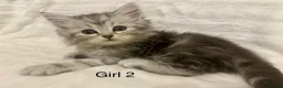 Persian cats for sale: 3 Stunning Kittens  - Advert 10