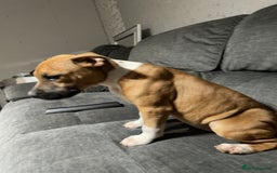 Staffordshire Bull Terrier dogs for sale: Beautiful staff pups for sale - Image 3