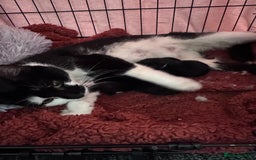 Domestic Shorthair cats for sale: 5x kittens  - Image 9