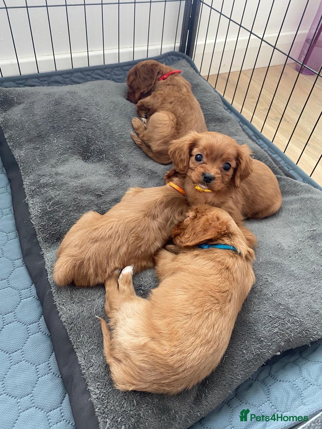 Cavalier King Charles Spaniel dogs for sale: Health Tested Ruby Cavalier Pups - Advert 1