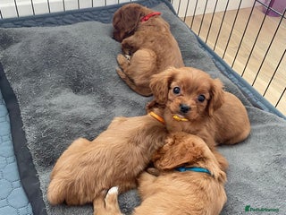 Cavalier King Charles Spaniel dogs Health Tested Ruby Cavalier Pups - Advert 1