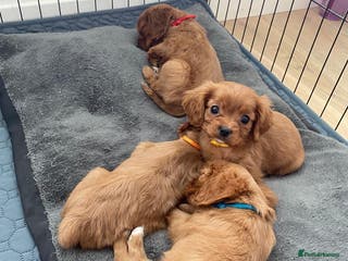 Cavalier King Charles Spaniel dogs Health Tested Ruby Cavalier Pups - Advert 18
