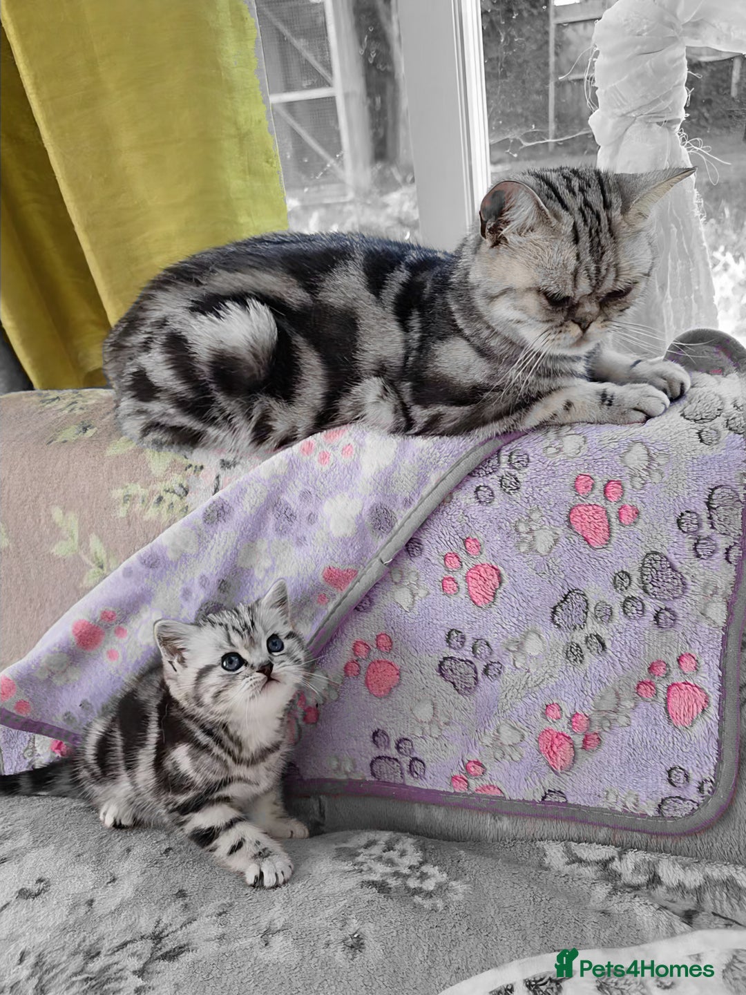 British Shorthair cats for sale: Your Furry Fantasy Awaits! - Image 3