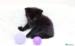 Mixed Breed cats for sale: Adorable Kittens  - Image 14