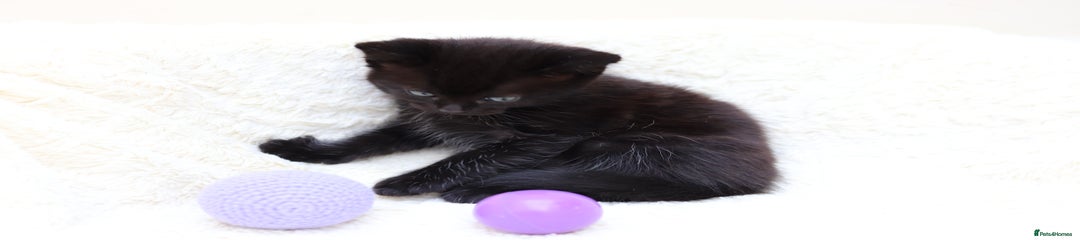Mixed Breed Kitten 1