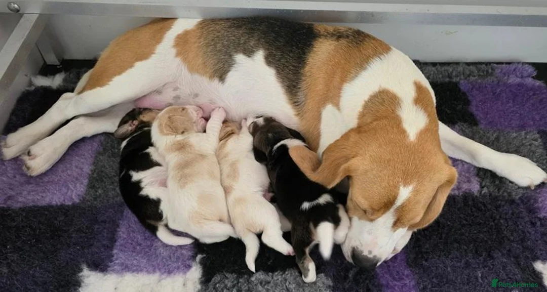 Beagle dogs for sale: Cloud-Soft Cuddles – Beagle Puppies for Sale in Liverpool - Advert 9