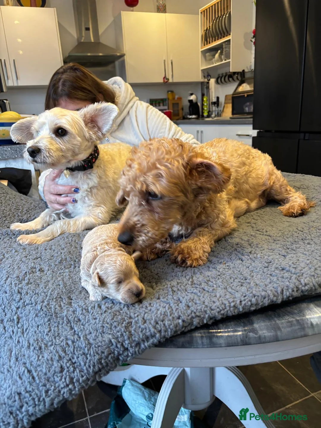 Westiepoo dogs for sale: Adorable Westie poo puppies for sale - Advert 3