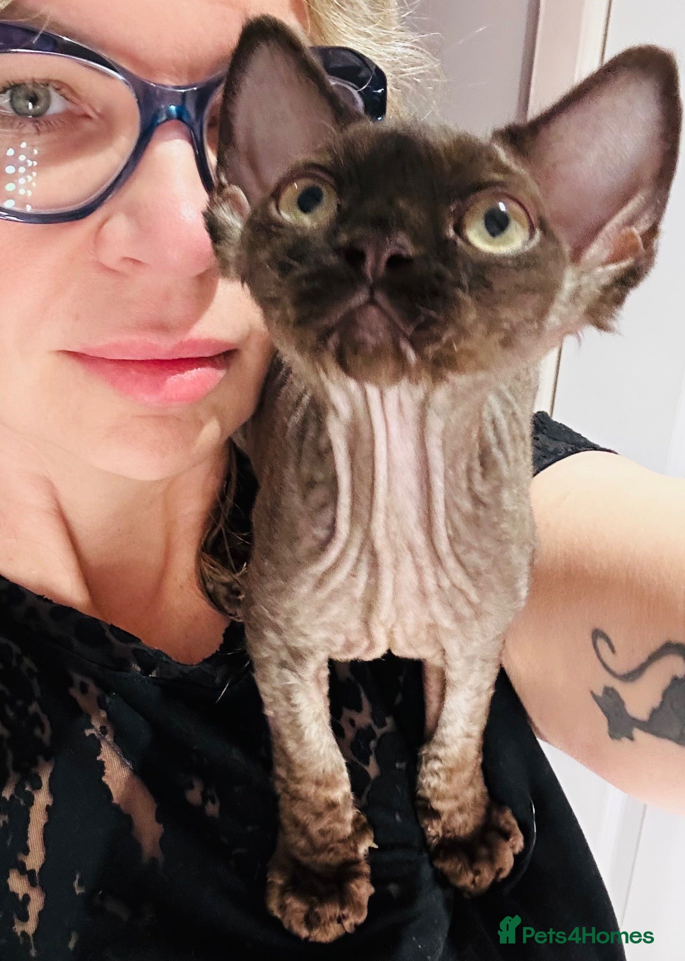 Devon Rex cats 🤎 Chocolate Devon Rex Boy Umber 🤎 - Advert 13