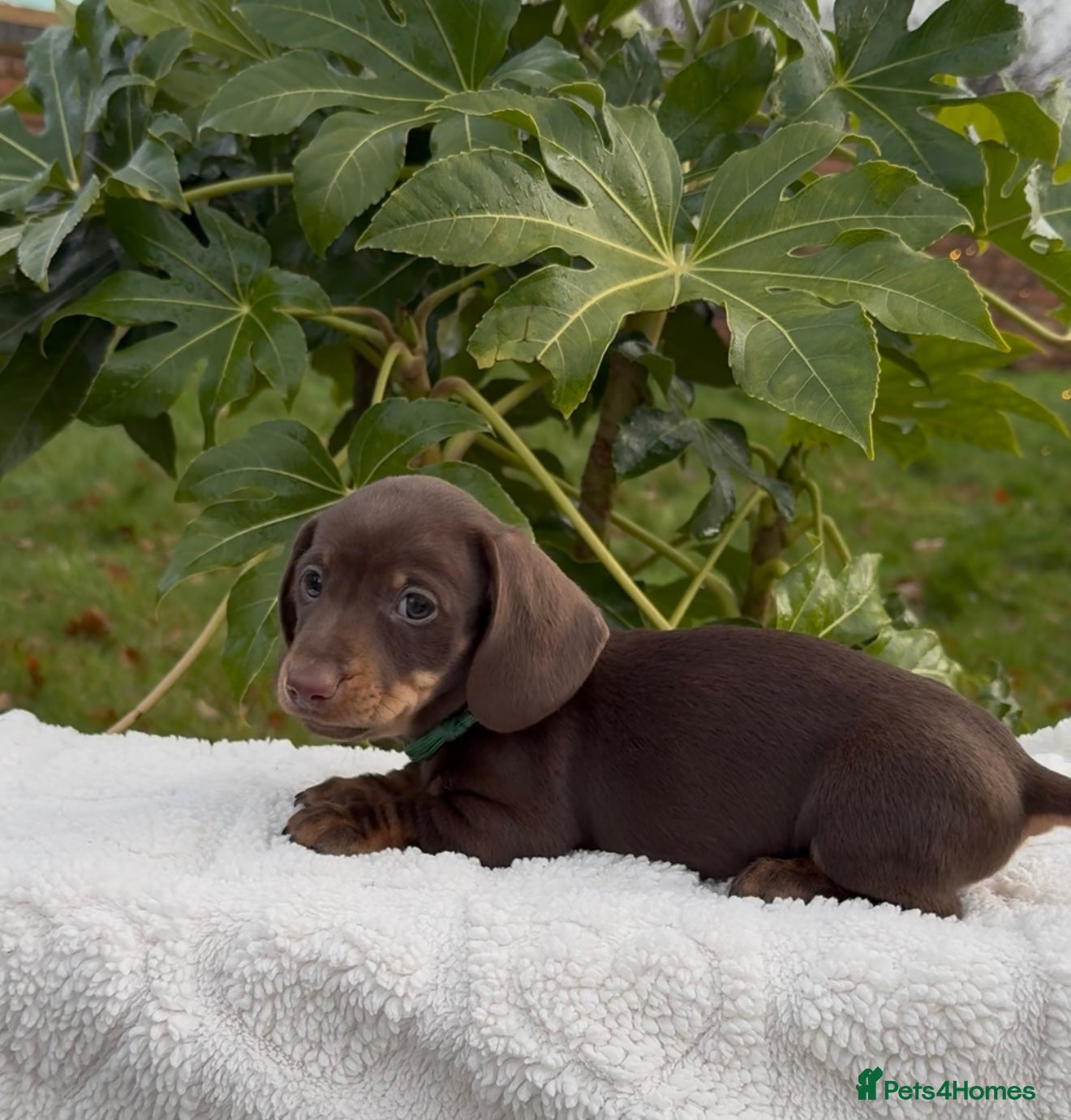 Miniature Dachshund dogs 1 BOY Miniature dachshunds READY NOW - Advert 11