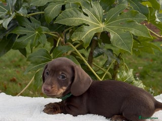 Miniature Dachshund dogs 1 BOY Miniature dachshunds READY NOW - Advert 11