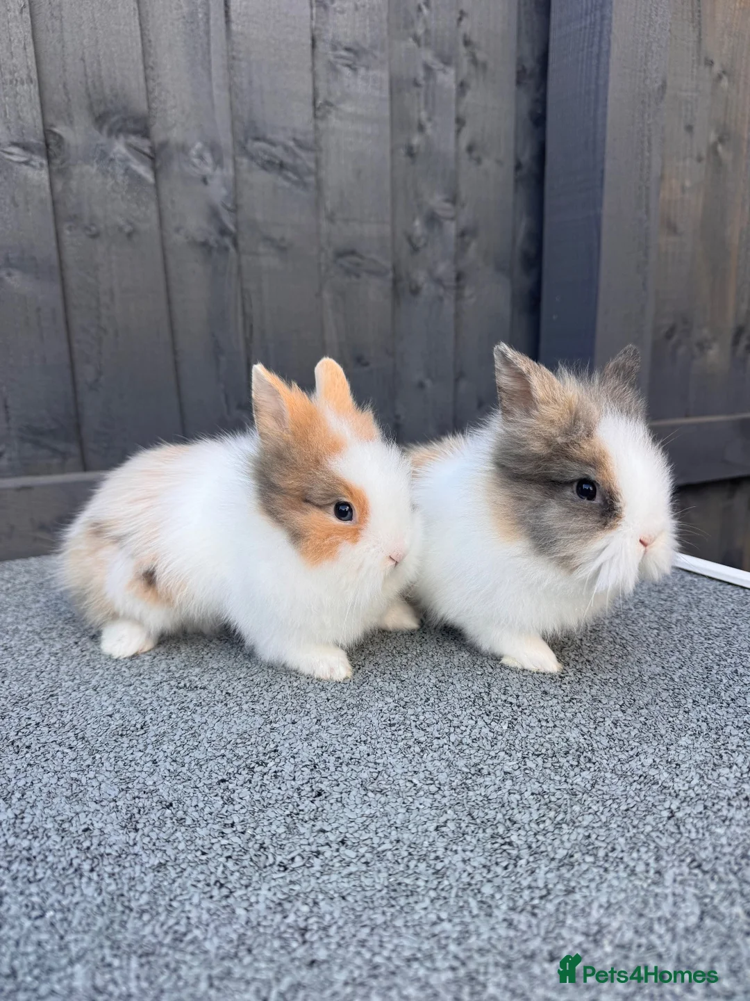 Lionhead rabbits for sale: Lionhead bunnies  - Advert 1