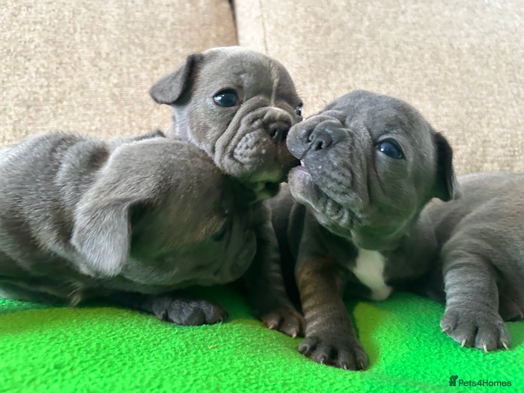 French Bulldog dogs for sale: Solid Blue French Bulldog female puppies - Image 22