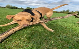 Labrador Retriever dogs for sale: My boy Lenny  - Image 10