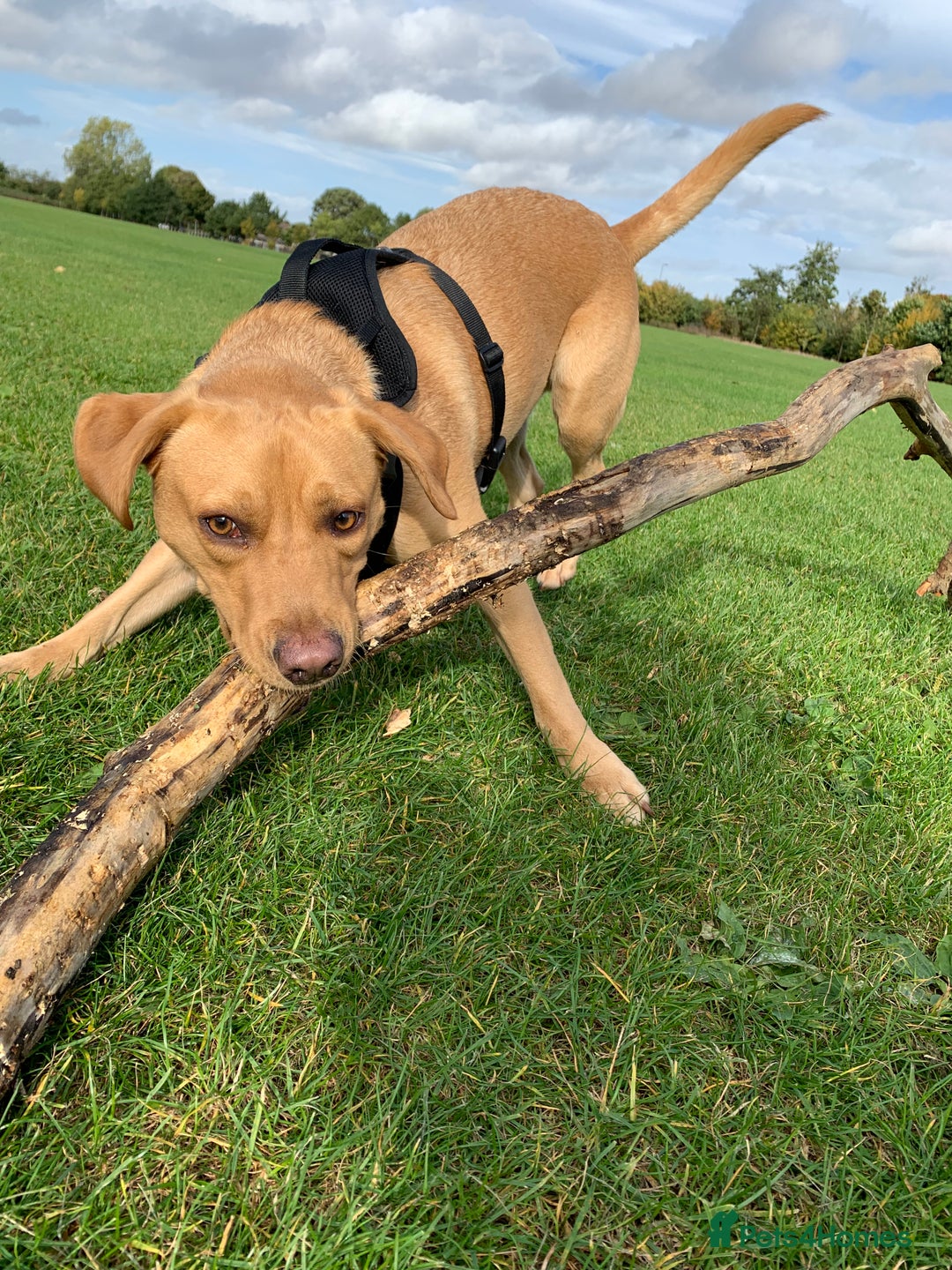 Labrador Retriever dogs for sale: My boy Lenny  - Image 10