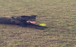 Mixed Breed dogs for sale: 1 year old beautiful mixed breed dog - Image 5