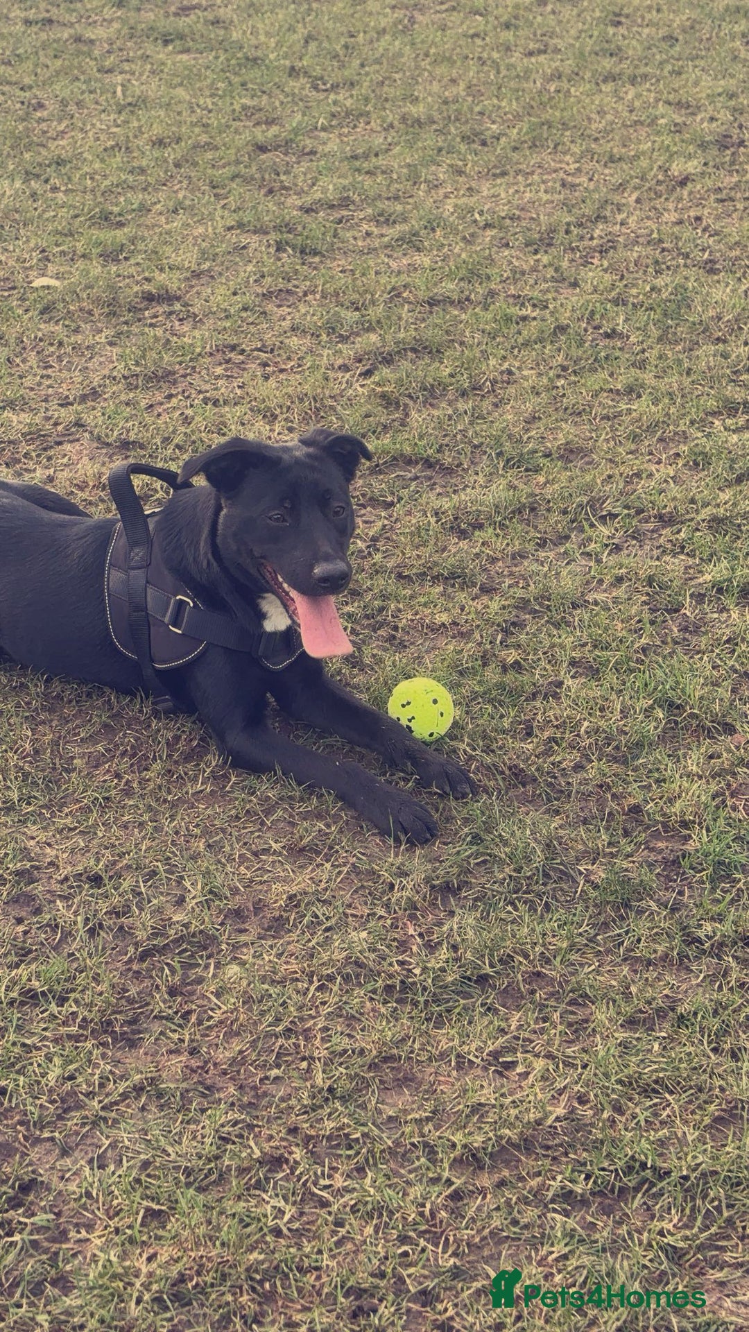 Mixed Breed dogs for sale: 1 year old beautiful mixed breed dog - Image 5