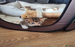 Bengal cats for sale: Kittens for sale  - Image 2