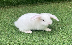 Lionhead rabbits for sale: Lionhead bunnies  - Image 19
