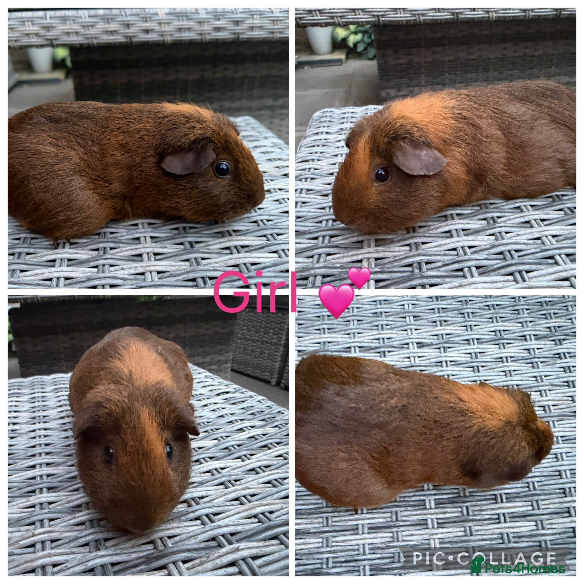 Guinea Pig rodents 5 female guinea pigs for new homes  - Advert 1