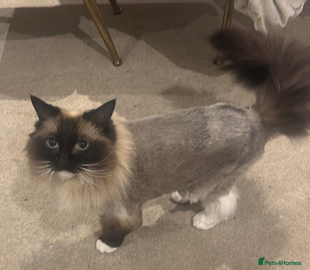 Ragdoll cats for sale: Beautiful Ragdoll female  - Advert 8