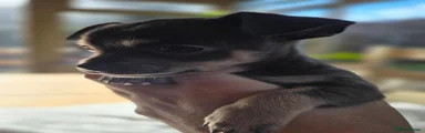 Chihuahua 1 Girl