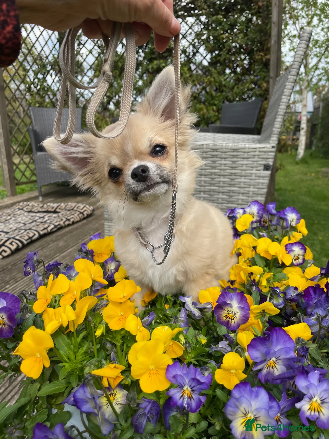 Chihuahua dogs for sale: Chihuahua long coat  - Advert 1