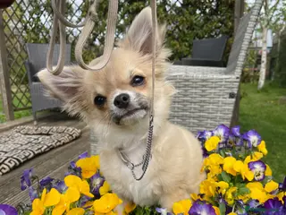 Chihuahua dogs Chihuahua long coat - Advert 1