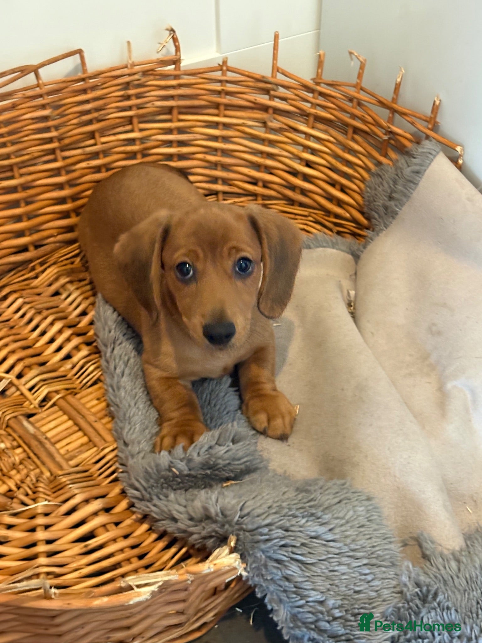 Miniature Dachshund dogs Gorgeous miniature dachshunds READY NOW - Advert 17