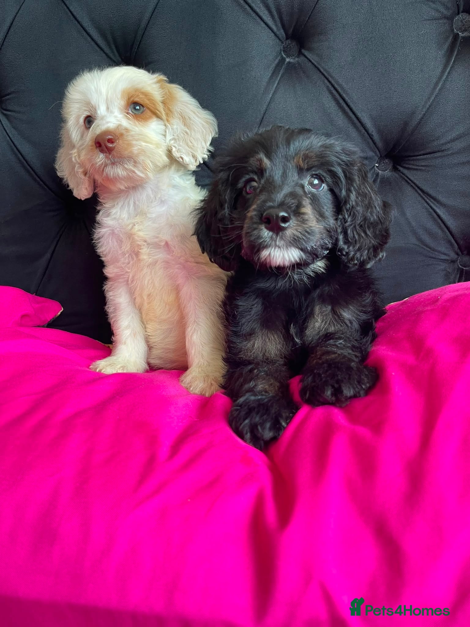 Cockapoo dogs Cockapoo Puppies  - Advert 11