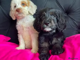 Cockapoo dogs Cockapoo Puppies - Advert 11