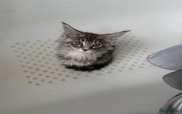 Maine Coon cats for sale: Maine Coon Kittens in Greenford - Image 26
