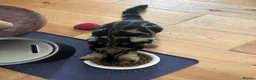 Mixed Breed cats for sale: Athena - Advert 7