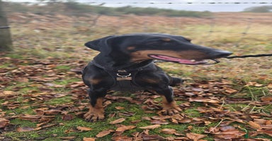 Dobermann dogs - Advert 7