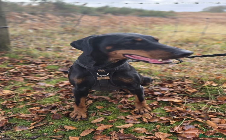 Dobermann dogs - Advert 14