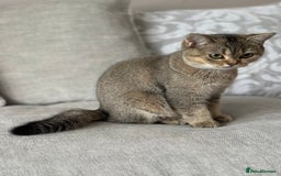 British Shorthair cats for sale: BSH Golden kittens  - Image 30