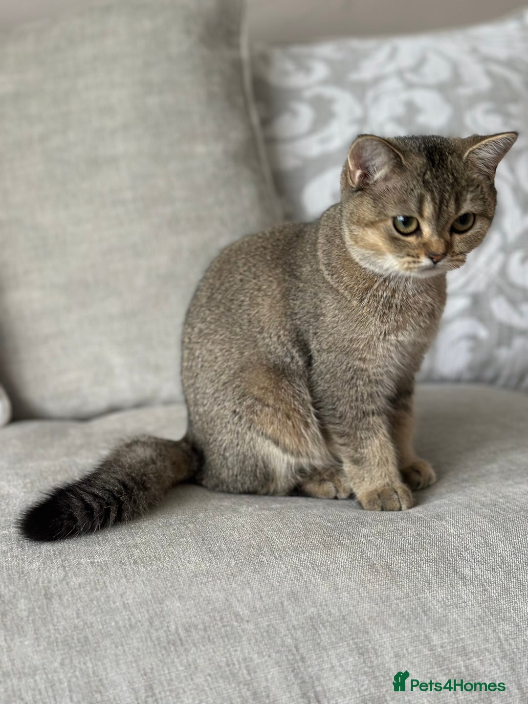 British Shorthair cats for sale: BSH Golden kittens  - Image 30