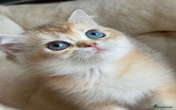 British Shorthair cats for sale: GCCF reg British Shorthair Chocolate Gold Kittens  in London - Image 34