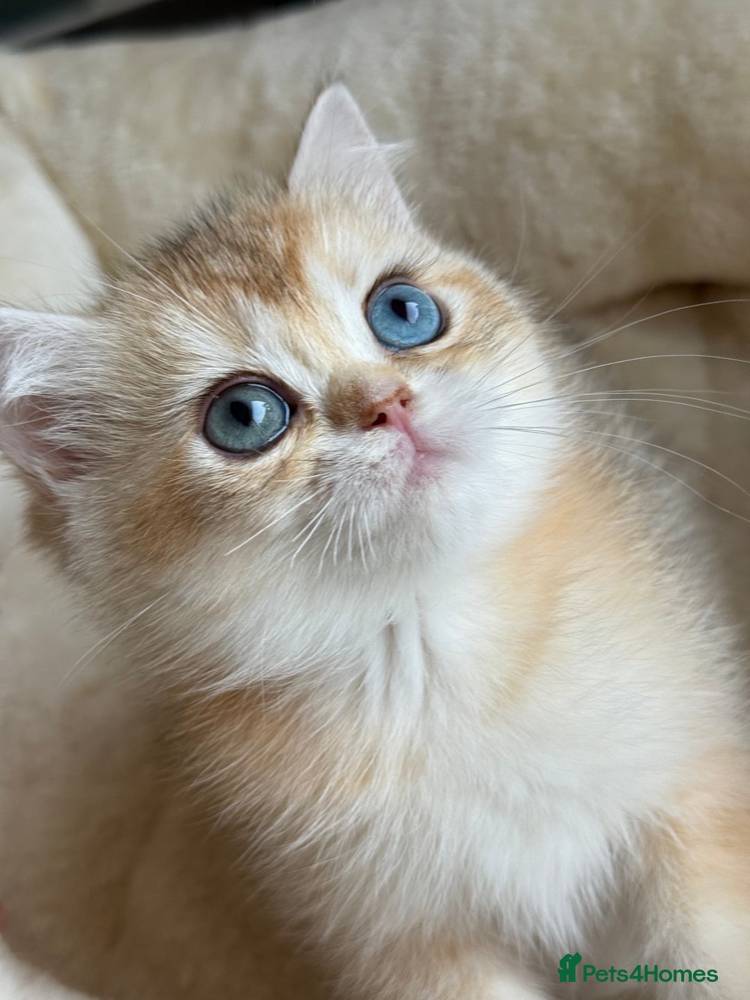 British Shorthair cats for sale: GCCF reg British Shorthair Chocolate Gold Kittens  in London - Image 34