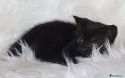 Mixed Breed cats for sale: Happy Healthy Playful Kittens - Image 6