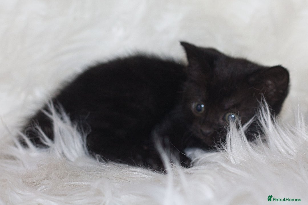 Mixed Breed cats for sale: Happy Healthy Playful Kittens - Image 6