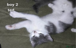 Siamese cats for sale: Bi colour blue and white kittens - Image 39