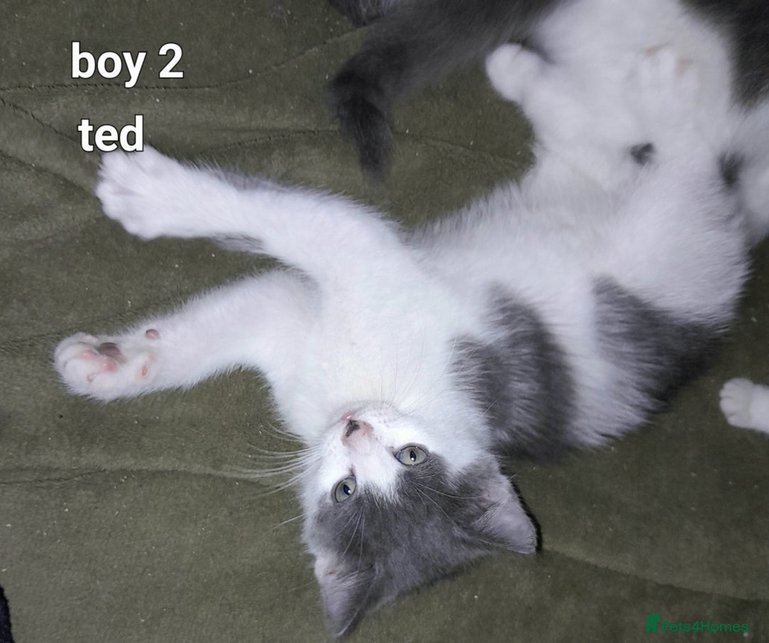 Siamese cats for sale: Bi colour blue and white kittens - Image 39