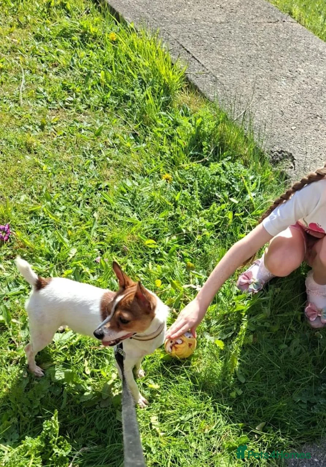 Jack Russell dogs for sale: Patient loving jack Russell  in Knottingley - Advert 2
