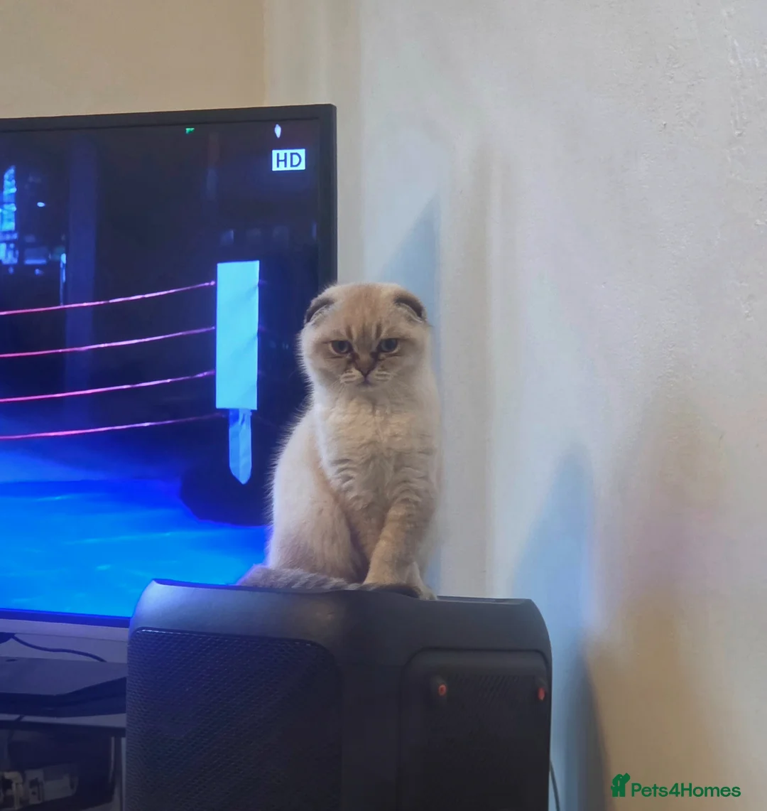 Scottish Fold cats for sale: Purebred Chinchilla Scottish Fold - Advert 2