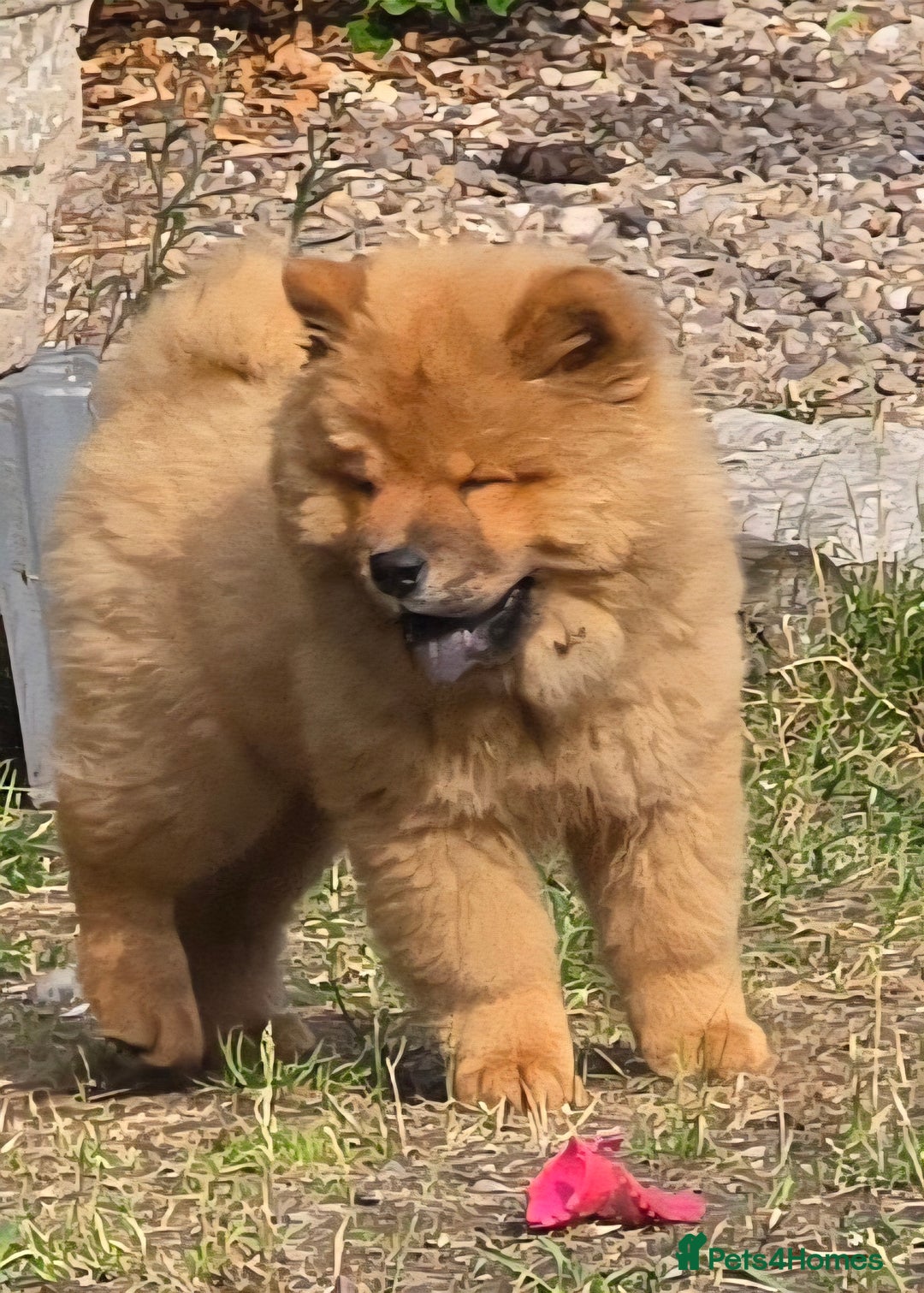Chow Chow dogs for sale: QUALITY KC CHOWCHOW PUPPIES  in Wolverhampton - Image 8