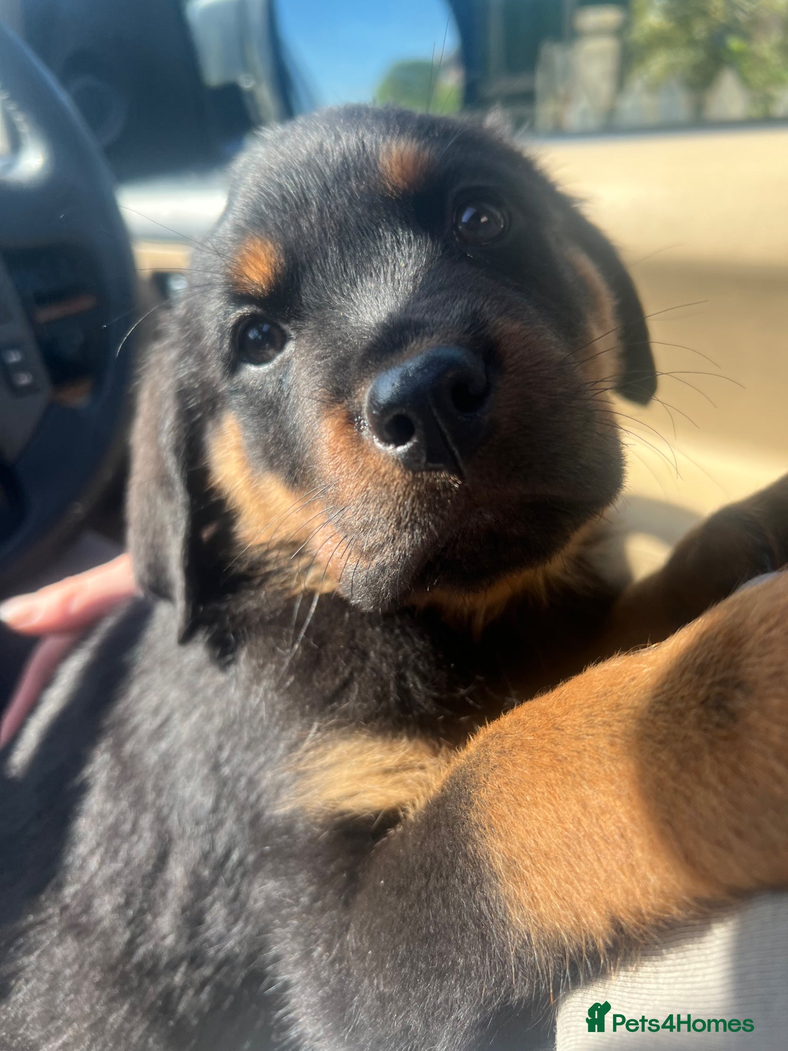 Rottweiler dogs Ready to leave Gorgeous last female Rottweiler - Advert 12