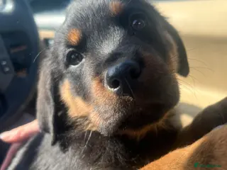 Rottweiler dogs Ready to leave Gorgeous last female Rottweiler - Advert 12